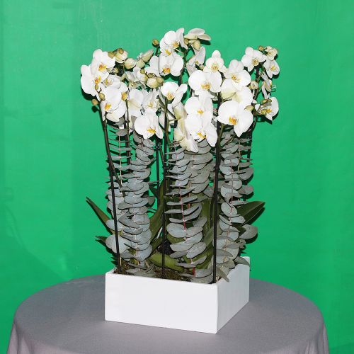 Shining Orchids(الأوركيد الساطعة)