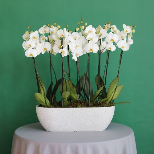 Orchid Lite(أوركيد لايت)