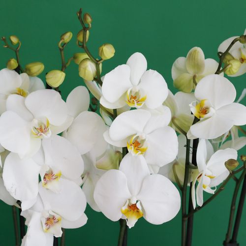 Fairy Orchid(أوركيد خرافية)