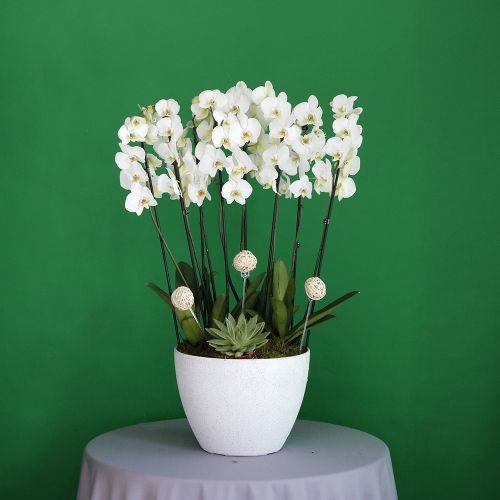 Fairy Orchid(أوركيد خرافية)