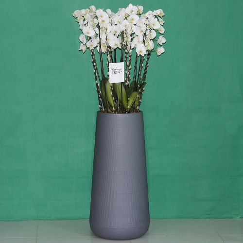 Lovely Orchids(بساتين الفاكهة الجميلة)