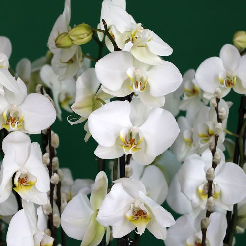 Lovely Orchids(بساتين الفاكهة الجميلة)