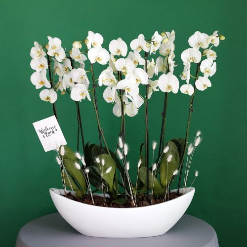 Phalaenopsis Lover(عاشق الفالينوبسيس)