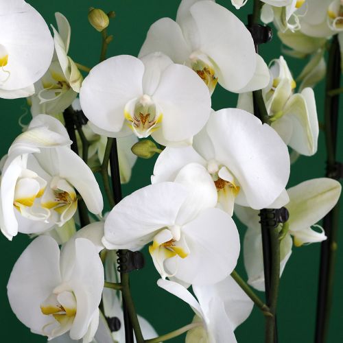 Phalaenopsis Lover(عاشق الفالينوبسيس)