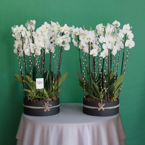 Double Orchid(الأوركيد الثنائي)