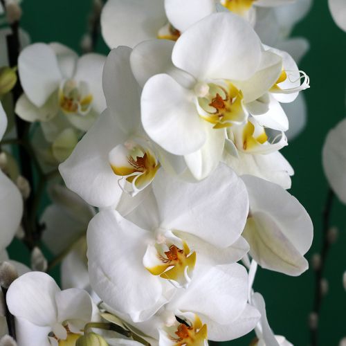 Double Orchid(الأوركيد الثنائي)