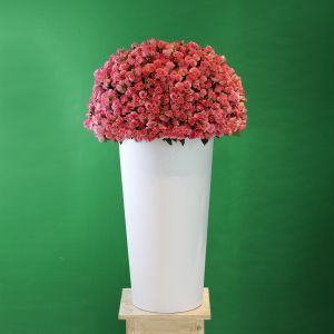Grove Baby Rose(غروف بيبي روز)