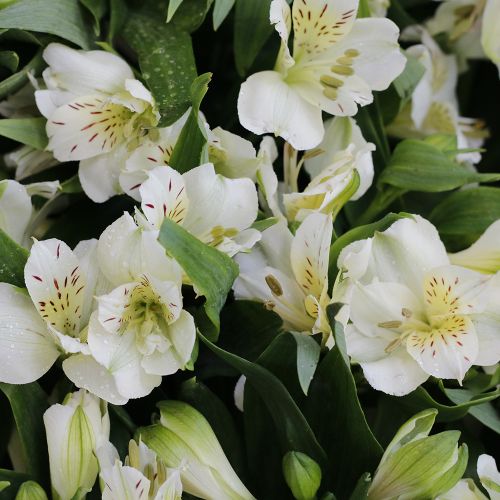Surprised Alstroemeria(ألستروميريا مندهشة)