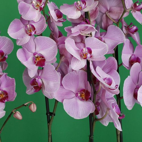 welcome Orchids(مرحباً بالاوركيد)