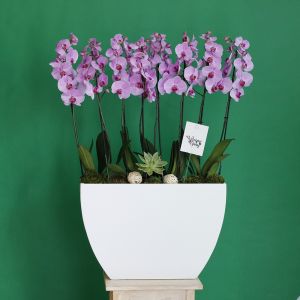welcome Orchids(مرحباً بالاوركيد)