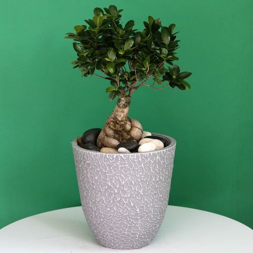 Excellent Bonsai(بونساي ممتاز)