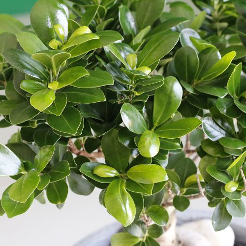 Excellent Bonsai(بونساي ممتاز)