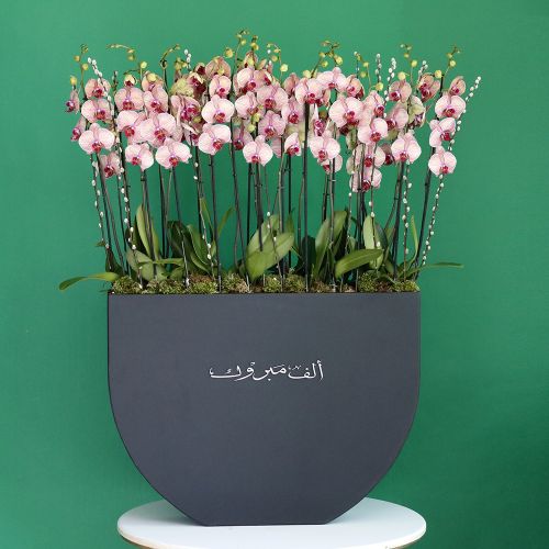 Gorgeous Orchids(الأوركيد الرائعة)
