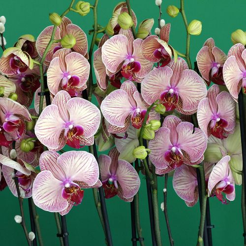 Gorgeous Orchids(الأوركيد الرائعة)
