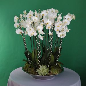 Orbed Phalaenopsis(أوربيد فالاينوبسيس)