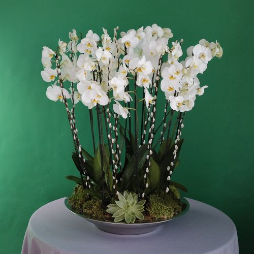 Orbed Phalaenopsis(أوربيد فالاينوبسيس)