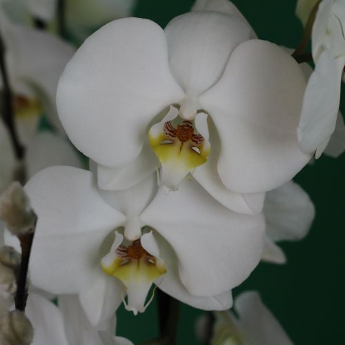Orbed Phalaenopsis(أوربيد فالاينوبسيس)