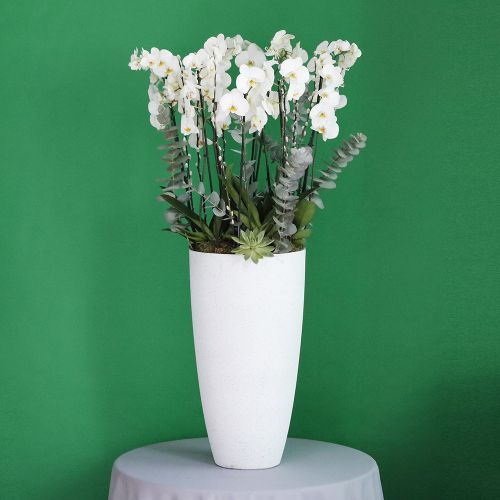 Orchid Plus(أوركيد بلس)