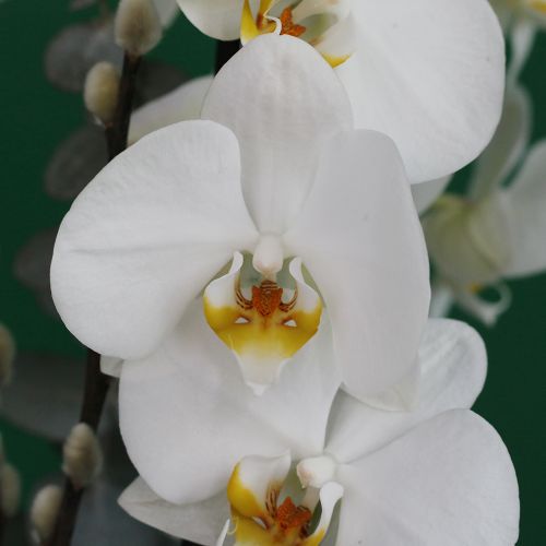 Orchid Plus(أوركيد بلس)