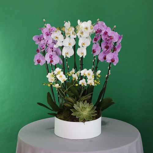 Colorful Orchid(الأوركيد الملونة)