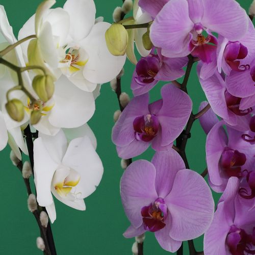 Colorful Orchid(الأوركيد الملونة)