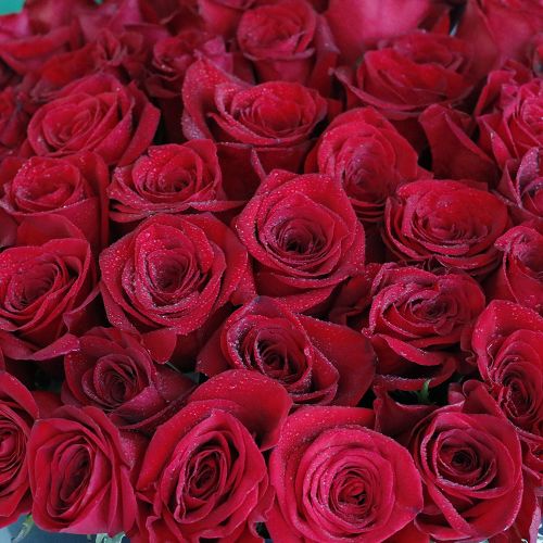 Round Roses(الورود المستديرة)