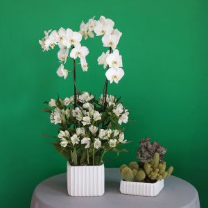 Majestic Beauty(الجمال المهيب)