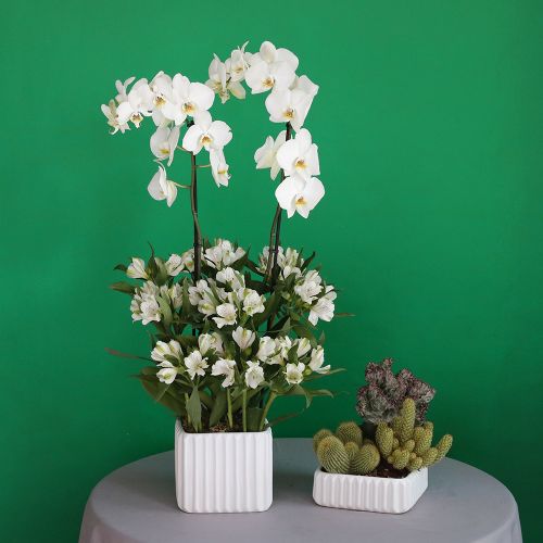 Majestic Beauty(الجمال المهيب)