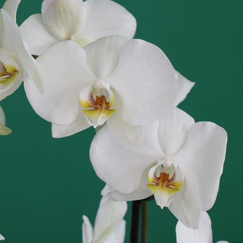 Majestic Beauty(الجمال المهيب)