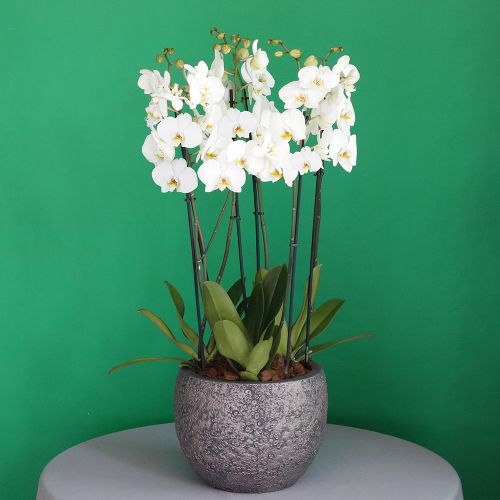 Orchid Ultra(أوركيد الترا)