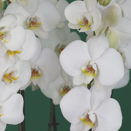 Orchid Ultra(أوركيد الترا)