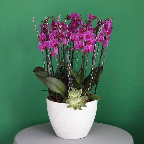 Purple Orchids Fit(الأوركيد الأرجواني صالح)