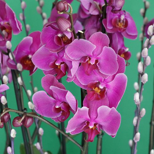 Purple Orchids Fit(الأوركيد الأرجواني صالح)