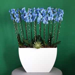 Sky Blue Orchid(اوركيد السماء الزرقاء)