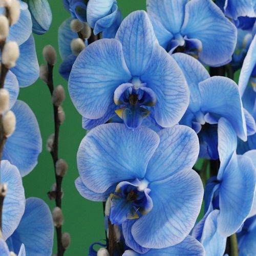 Sky Blue Orchid(اوركيد السماء الزرقاء)