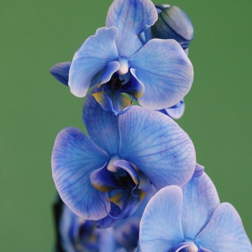 Sky Blue Orchid-1(اوركيد السماء الزرقاء-1)