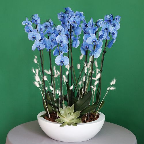 Sky Blue Orchid-1(اوركيد السماء الزرقاء-1)