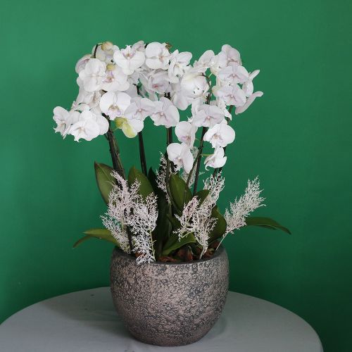 Lite Pink Orchid Ultra (لايت بينك أوركيد الترا)