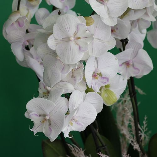 Lite Pink Orchid Ultra (لايت بينك أوركيد الترا)