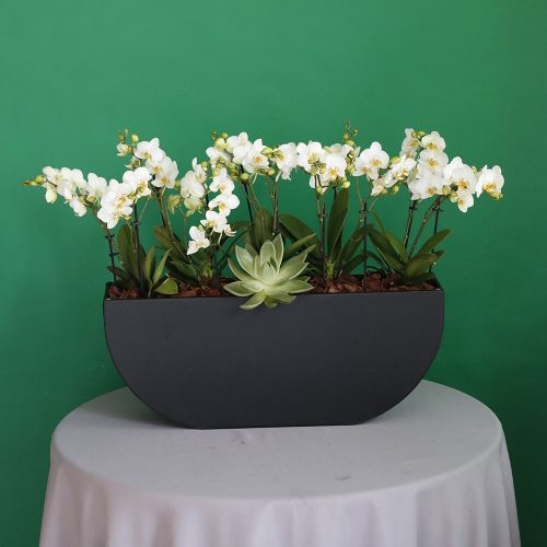 Mini Orchid Ovel(زهرة الأوركيد الصغيرة البيضاوية)