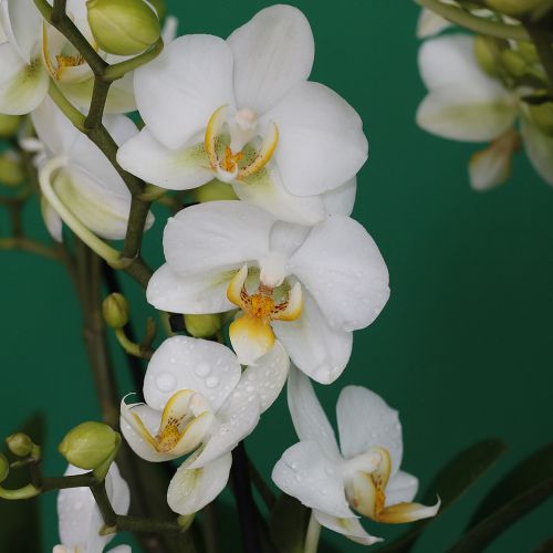Mini Orchid Ovel(زهرة الأوركيد الصغيرة البيضاوية)