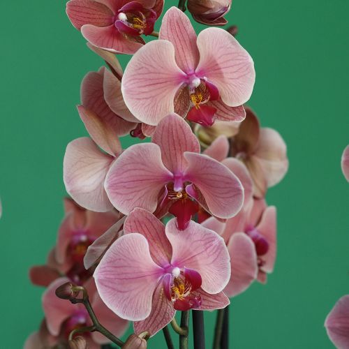 Gorgeous Peach (الخوخ الرائع)