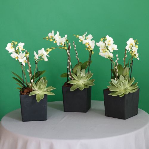 Trio Mini Orchid White(تريو ميني أوركيد وايت)