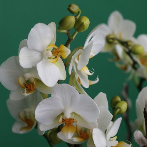 Trio Mini Orchid White(تريو ميني أوركيد وايت)