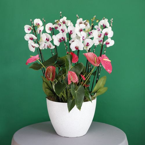 Anthurium with Orchid(أنثوريوم مع الأوركيد)