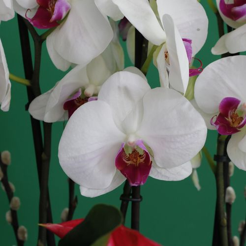 Anthurium with Orchid(أنثوريوم مع الأوركيد)