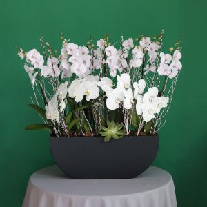 Classical Orchids(الأوركيد الكلاسيكية)