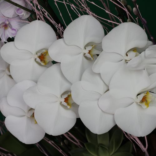 Classical Orchids(الأوركيد الكلاسيكية)