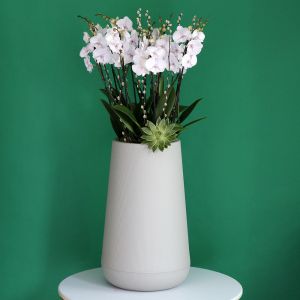 Lovely Lite Pink Orchid(جميل لايت الوردي الأوركيد)