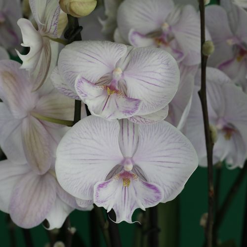 Lovely Lite Pink Orchid(جميل لايت الوردي الأوركيد)